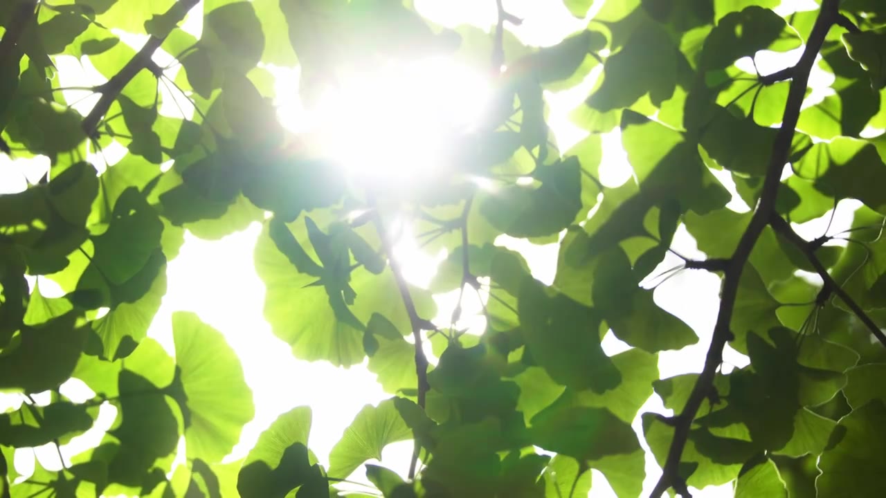 阳光下的树叶，阳光下的绿叶视频下载