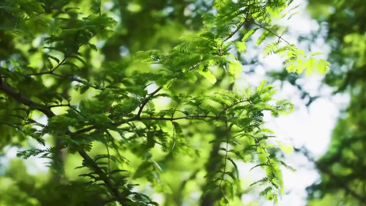 阳光下的树叶，阳光下的绿叶视频下载