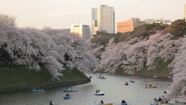 日本东京，人们在租来的船上欣赏樱花视频购买