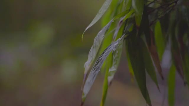 竹叶微风飘动视频素材