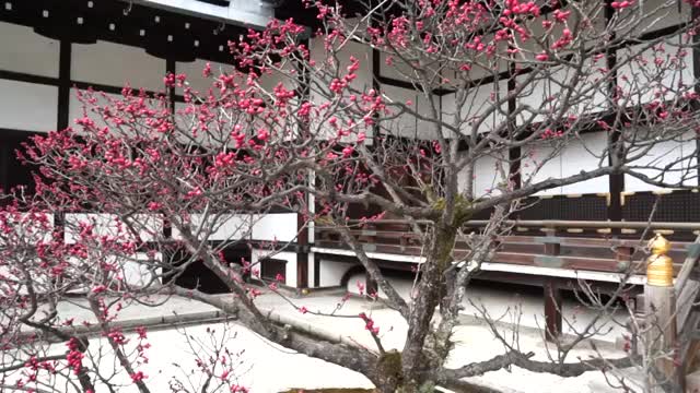 日本京都，京都御所视频素材