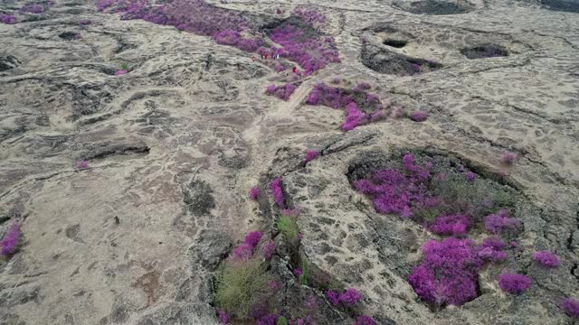 镜泊湖熔岩岩坑中中缩放的兴安杜鹃全景视频素材