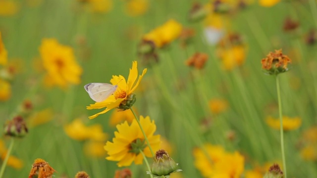 春天在公园里拍摄蝴蝶在黄色小花上飞舞视频素材