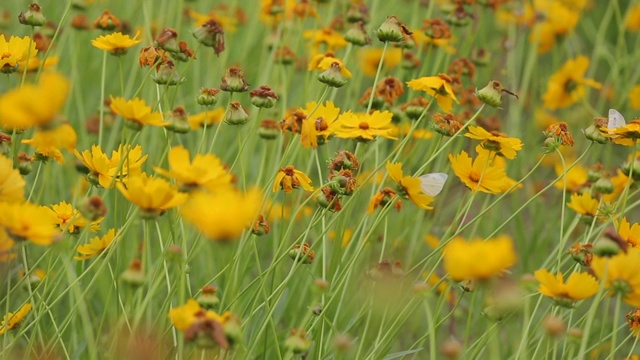 春天在公园里拍摄黄色小花，蝴蝶飞舞，蜜蜂采蜜视频素材