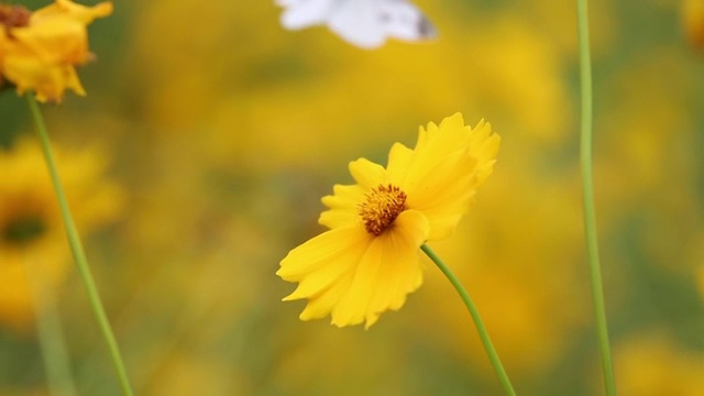 春天在公园里拍摄蝴蝶在黄色小花上飞舞视频素材