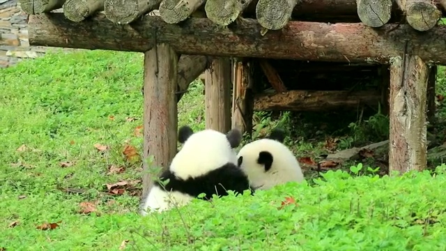 小熊猫视频素材
