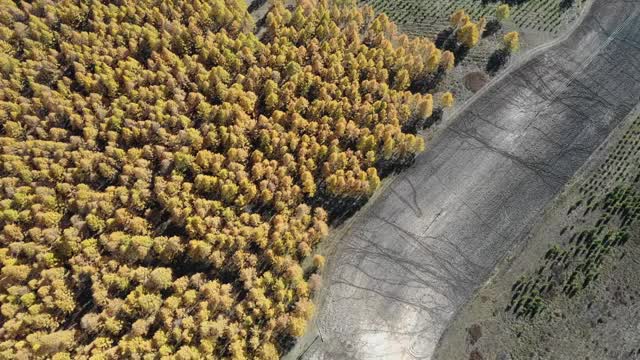 秋季 森林视频素材