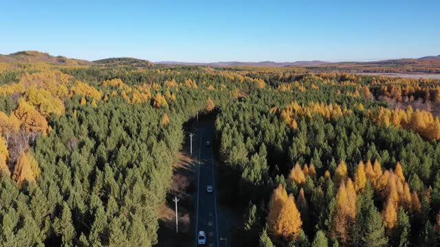 森林 公路视频素材