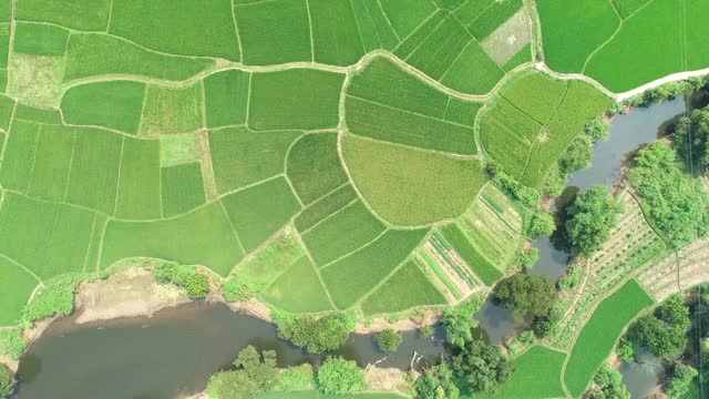 桂林秋天里的稻田视频素材