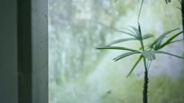 苏州留园的植物视频素材