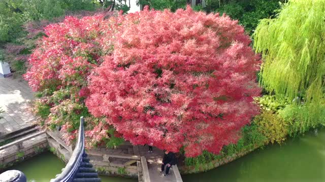 上海古华公园航拍视频素材