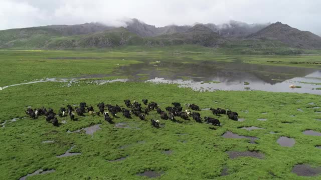 航拍无人区的牦牛群视频素材