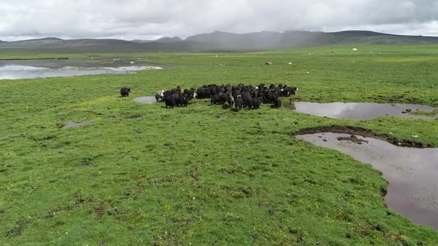 航拍无人区的牦牛群视频素材