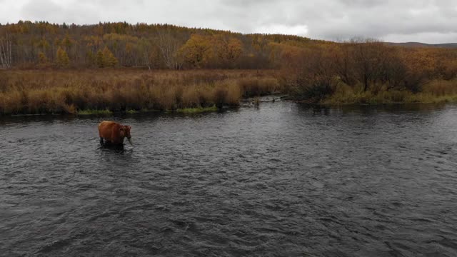 航拍秋天的一只牛视频素材