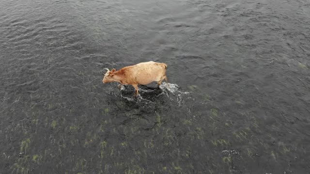 航拍河里的牛视频素材