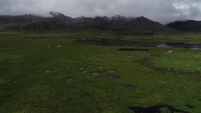 航拍西藏高原草地上的牛群视频素材
