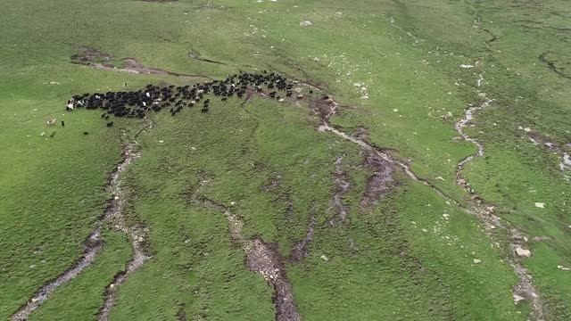 航拍西藏高原山坡上的牦牛视频素材