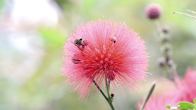 蜜蜂采蜜合欢花视频素材