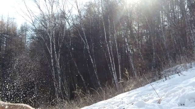 雪地中的金毛犬跃起咬住雪球视频素材