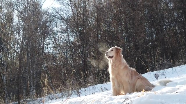 金毛犬在雪地中安静的呼吸视频素材