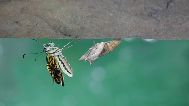 蝴蝶从蛹里钻出的全过程视频素材
