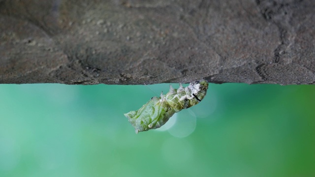 柑橘凤蝶的幼虫变成蝴蝶蛹的过程视频素材