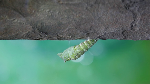 柑橘凤蝶的幼虫变成蝴蝶蛹的过程视频素材