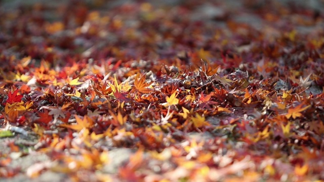 秋天的枫叶视频视频素材