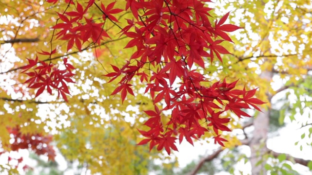 秋天的红叶和黄叶的对比视频素材