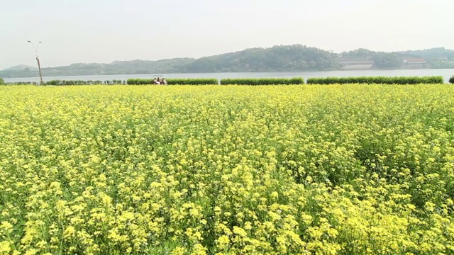 汉江畔的油菜花圃视频下载
