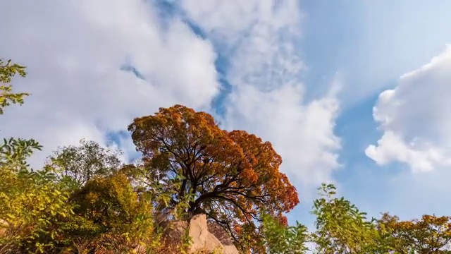 蓝天白云下的古枫树视频素材