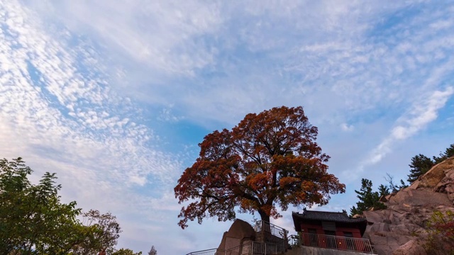 古老的枫树，流动的白云，神情宫视频素材
