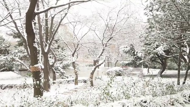 公园雪景视频素材