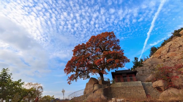 青岛崂山神清宫的枫叶视频素材