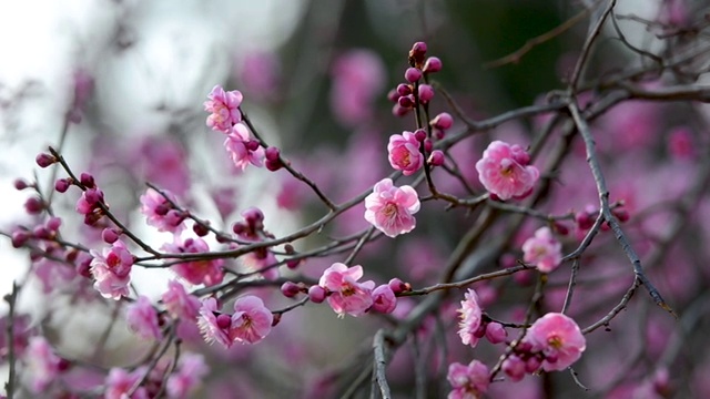 春天里北方盛开的红梅花视频素材