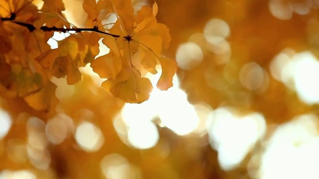 秋天的叶子视频素材