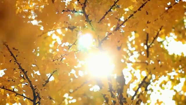 秋天的叶子视频素材