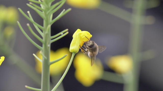 油菜花蜜蜂采蜂蜜视频素材