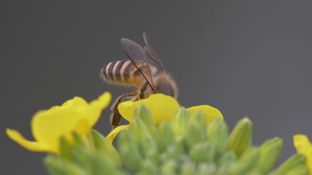 油菜花蜜蜂采蜂蜜视频素材