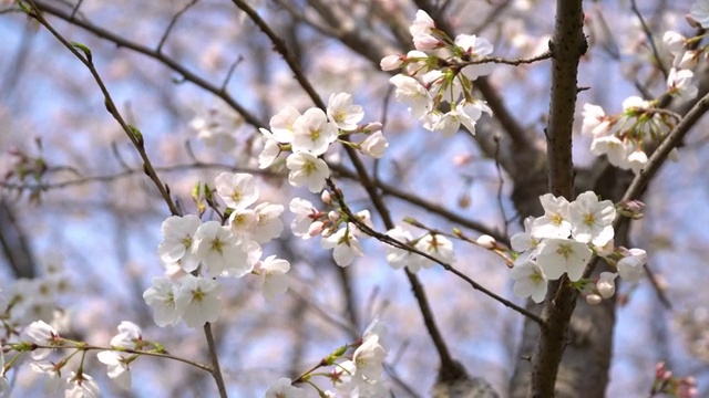 嘉兴 4K 视频素材 樱花 春季视频素材
