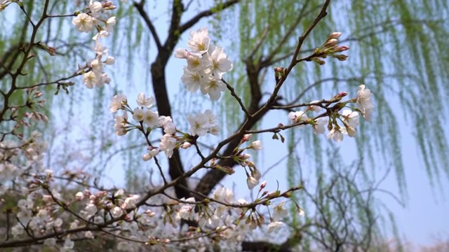 嘉兴 4K 视频素材 樱花 春季视频素材