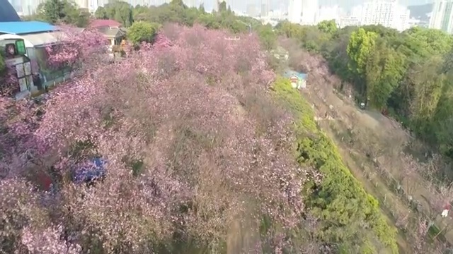 圆通山樱花航拍视频素材