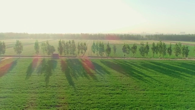 清晨阳光照耀着田野视频素材
