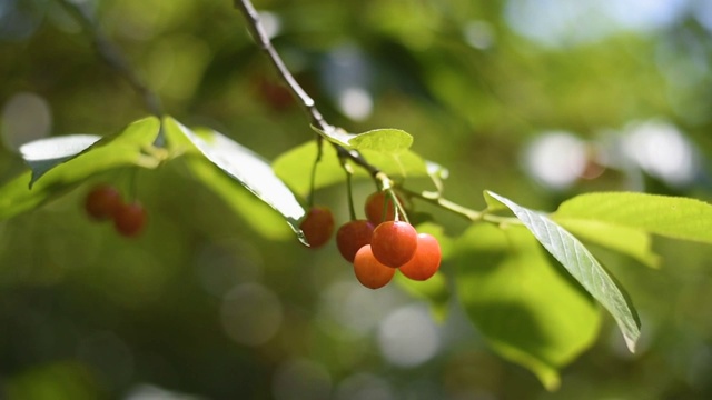 成熟的红樱桃视频素材
