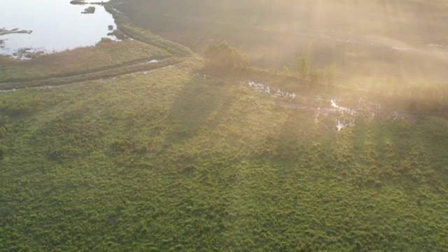 晨光中的湿地白桦林视频素材