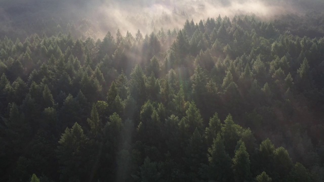 晨雾中的松林视频素材