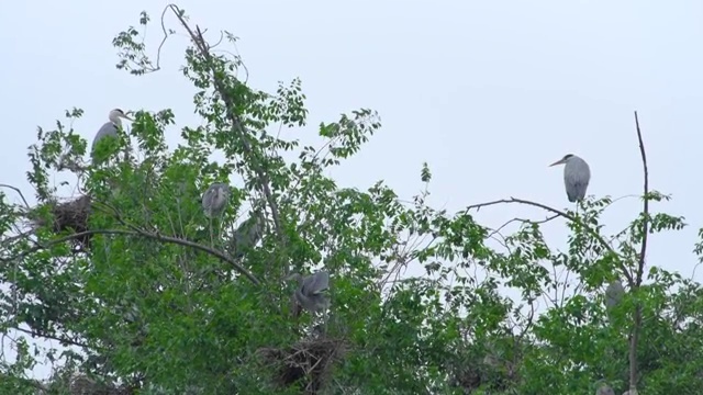 中国四川省成都市锦城湖公园的苍鹭视频素材