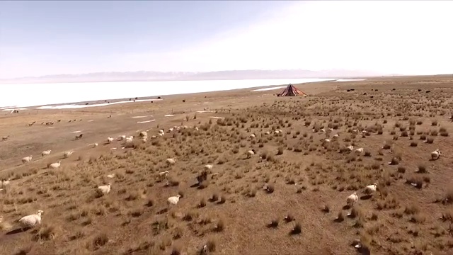 青藏高原上奔跑的羊群视频素材