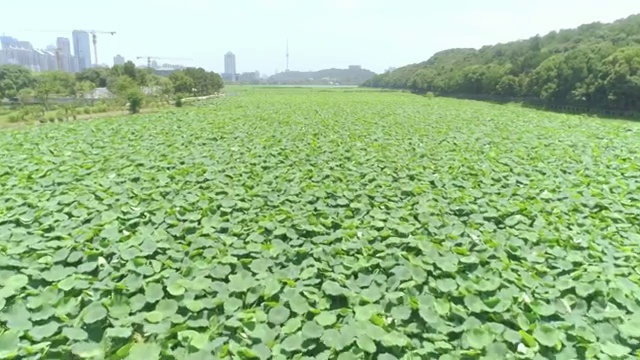 武汉月湖荷花视频素材