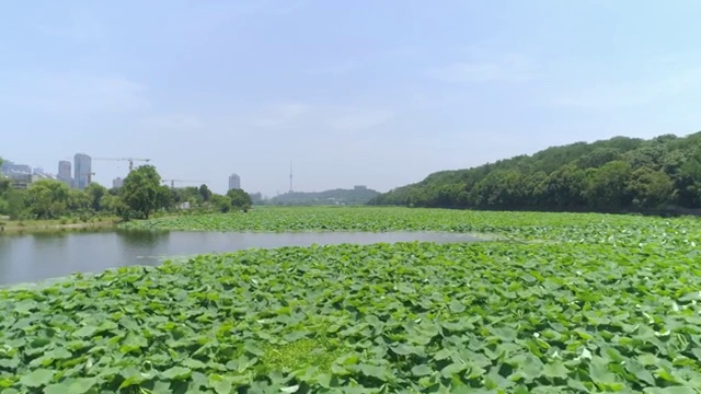武汉月湖荷花视频素材
